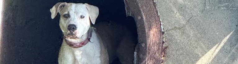 Chicago Police Department Marine Unit Rescues Dog Stranded in Drainpipe on the Chicago River 